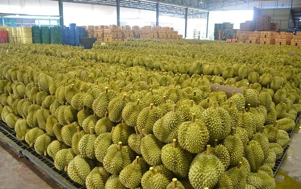 Thái Lan bất ngờ tìm được cứu tinh cho sầu riêng: Doanh số tăng gấp 10 lần chỉ trong 3 tháng, đơn hàng trái cây tăng 134% Thái Lan bất ngờ tìm được cứu tinh cho sầu riêng: Doanh số tăng gấp 10 lần chỉ trong 3 tháng, đơn hàng trái cây tăng 134%