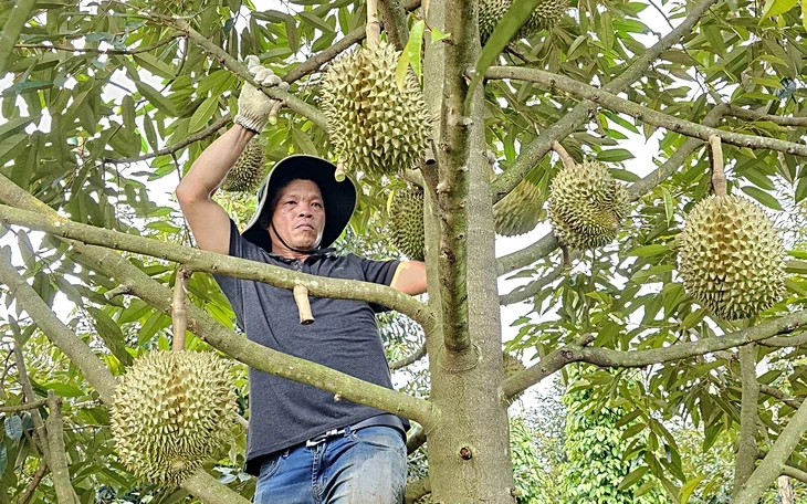 Thanh long, chanh leo Việt Nam đối mặt nguy cơ bị EU siết kiểm soát Thanh long, chanh leo Việt Nam đối mặt nguy cơ bị EU siết kiểm soát