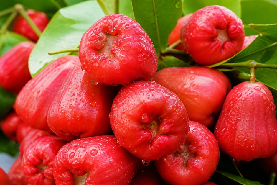 Thứ quả quê chín rụng ít ai nhặt: Sang nước ngoài giá vài trăm nghìn/kg, được ví như 'vua trái cây' Thứ quả quê chín rụng ít ai nhặt: Sang nước ngoài giá vài trăm nghìn/kg, được ví như 'vua trái cây'