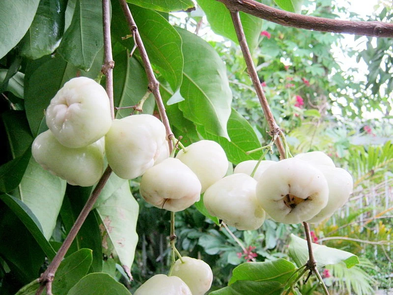 Thứ quả quê chín rụng ít ai nhặt: Sang nước ngoài giá vài trăm nghìn/kg, được ví như 'vua trái cây' Thứ quả quê chín rụng ít ai nhặt: Sang nước ngoài giá vài trăm nghìn/kg, được ví như 'vua trái cây'