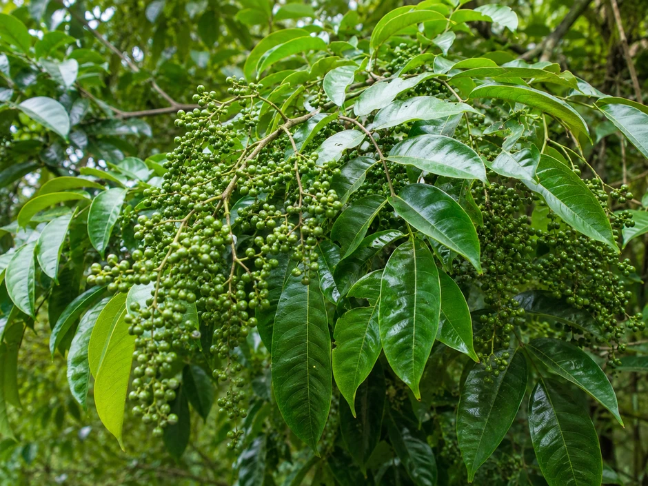Thứ quả rừng từng rẻ như cho nay giá vọt lên 350.000đ/kg: 'Đệ nhất gia vị' được dân sành ăn săn lùng Thứ quả rừng từng rẻ như cho nay giá vọt lên 350.000đ/kg: 'Đệ nhất gia vị' được dân sành ăn săn lùng