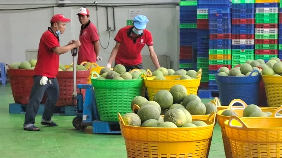 Thúc đẩy hợp tác nông sản Việt Nam - Trung Quốc theo chuỗi cung ứng bền vững Thúc đẩy hợp tác nông sản Việt Nam - Trung Quốc theo chuỗi cung ứng bền vững