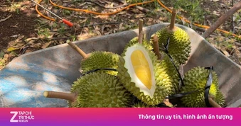 Tin vui cho người trồng sầu riêng