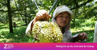 Tin vui với người trồng sầu riêng Việt Nam