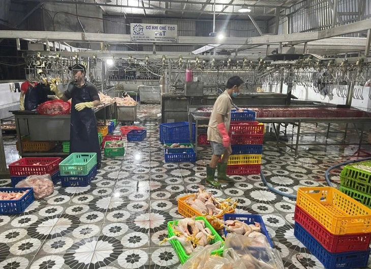 TP.HCM: Tăng kiểm tra tại các chợ, nhiều tiểu thương bị phạt vì địa điểm giết mổ gà, vịt