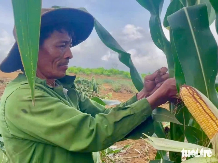 Trồng bắp sinh khối, nông dân lãi đậm Trồng bắp sinh khối, nông dân lãi đậm
