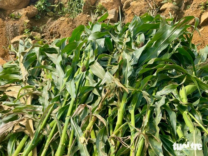 Trồng bắp sinh khối, nông dân lãi đậm Trồng bắp sinh khối, nông dân lãi đậm