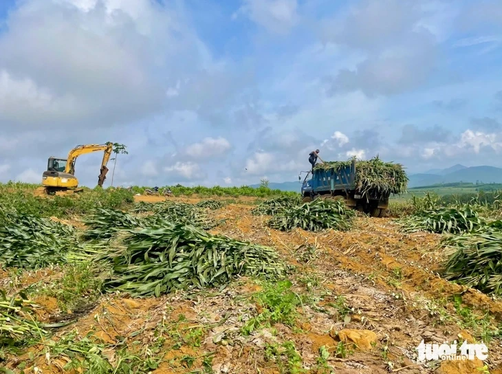Trồng bắp sinh khối, nông dân lãi đậm Trồng bắp sinh khối, nông dân lãi đậm