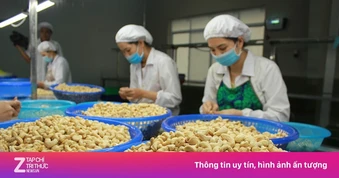 Trung Quốc chi hơn nửa tỷ USD mua một loại hạt của Việt Nam
