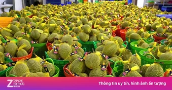 Trung Quốc tăng nhập sầu riêng Việt Nam, sao giá lại lao dốc?