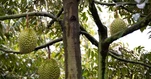 Trung Quốc tự trồng sầu riêng quyết tâm cạnh tranh với Thái Lan, Việt Nam, sản lượng ra sao?