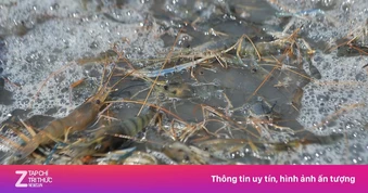 Trung Quốc vượt Mỹ thành nhà tiêu thụ thủy sản lớn nhất của Việt Nam