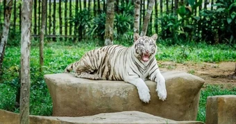 Tỷ phú Phạm Nhật Vượng tuyển người phát thức ăn cho hổ, báo, sư tử…thậm chí bơi cùng nàng tiên cá