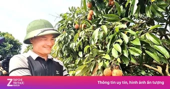 Vải Bắc Ninh mất mùa, 1 vườn vải u trứng vẫn bán giá kỷ lục
