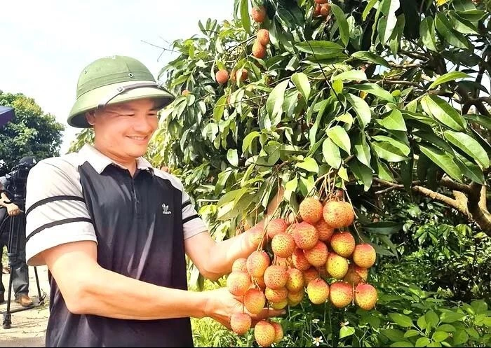 Vải Bắc Ninh mất mùa, 1 vườn vải u trứng vẫn bán giá kỷ lục Vải Bắc Ninh mất mùa, 1 vườn vải u trứng vẫn bán giá kỷ lục