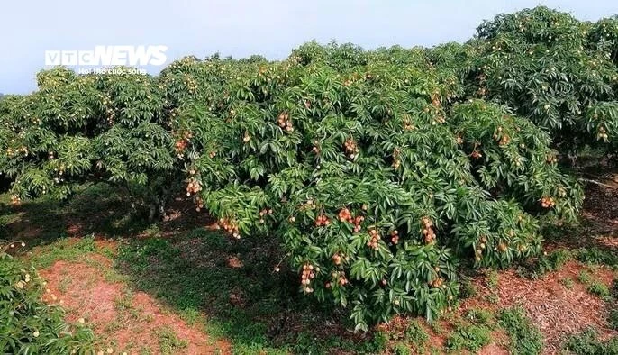Vải Bắc Ninh mất mùa, 1 vườn vải u trứng vẫn bán giá kỷ lục Vải Bắc Ninh mất mùa, 1 vườn vải u trứng vẫn bán giá kỷ lục
