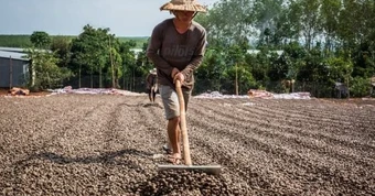 'Vàng treo trên cây' giúp Việt Nam xuất khẩu bỏ xa thế giới: Trung Quốc thừa nhận 'ăn đứt' hàng nội, thu về gần 3 tỷ USD từ đầu năm