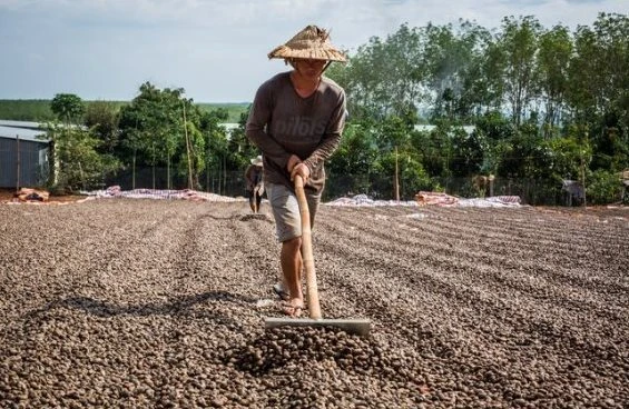 'Vàng treo trên cây' giúp Việt Nam xuất khẩu bỏ xa thế giới: Trung Quốc thừa nhận 'ăn đứt' hàng nội, thu về gần 3 tỷ USD từ đầu năm 'Vàng treo trên cây' giúp Việt Nam xuất khẩu bỏ xa thế giới: Trung Quốc thừa nhận 'ăn đứt' hàng nội, thu về gần 3 tỷ USD từ đầu năm