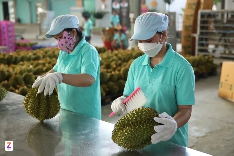 Vì sao sầu riêng bị ùn ứ, giá lao dốc thời gian qua? Vì sao sầu riêng bị ùn ứ, giá lao dốc thời gian qua?