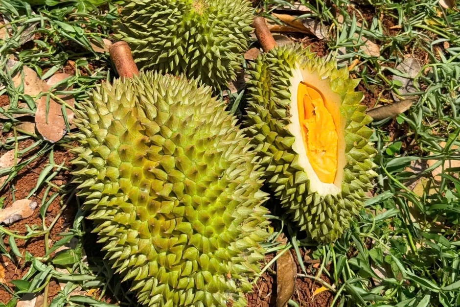 Vì sao sầu riêng có thể mang về hàng tỷ USD cho Việt Nam Vì sao sầu riêng có thể mang về hàng tỷ USD cho Việt Nam
