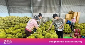 Vì sao sầu riêng giảm giá đồng loạt?