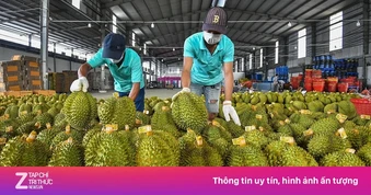 Vì sao Trung Quốc tăng nhập khẩu rau quả Việt Nam?