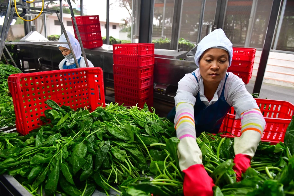 Vì sao Trung Quốc tăng nhập khẩu rau quả Việt Nam? Vì sao Trung Quốc tăng nhập khẩu rau quả Việt Nam?
