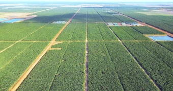 Việt Nam có một tỷ phú sang Campuchia trồng hơn 2.000 ha dứa: Được tập đoàn Mỹ 135 năm tuổi bắt tay hợp tác, sản lượng dự kiến 100.000 tấn/năm