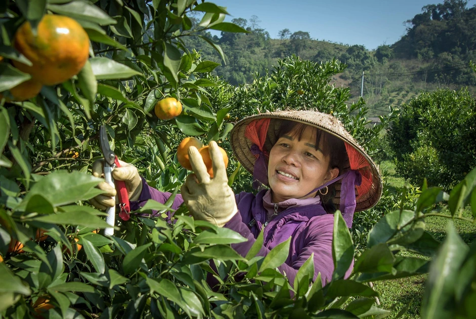 Việt Nam đứng thứ mấy trong bảng xếp hạng các nền kinh tế nông nghiệp lớn nhất thế giới? Việt Nam đứng thứ mấy trong bảng xếp hạng các nền kinh tế nông nghiệp lớn nhất thế giới?