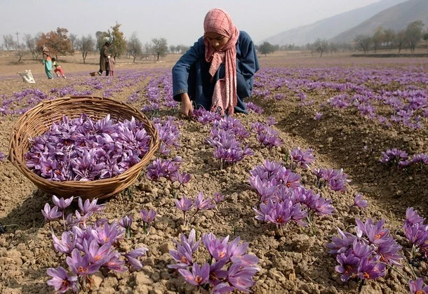 Việt Nam từng trồng thành công 'vàng đỏ' đắt nhất thế giới: là 'kho' chất chống oxy hóa, giá lên tới 500 triệu đồng/kg Việt Nam từng trồng thành công 'vàng đỏ' đắt nhất thế giới: là 'kho' chất chống oxy hóa, giá lên tới 500 triệu đồng/kg