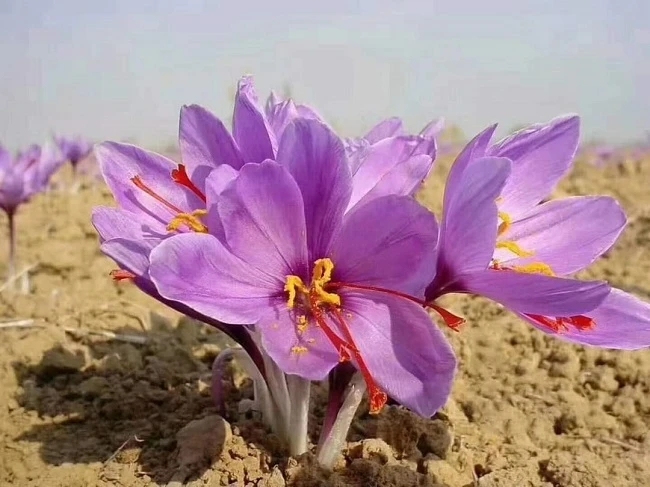 Việt Nam từng trồng thành công 'vàng đỏ' đắt nhất thế giới: là 'kho' chất chống oxy hóa, giá lên tới 500 triệu đồng/kg Việt Nam từng trồng thành công 'vàng đỏ' đắt nhất thế giới: là 'kho' chất chống oxy hóa, giá lên tới 500 triệu đồng/kg