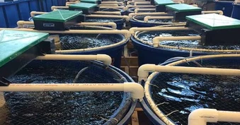 Việt Nam vừa đón tin vui cùng lúc từ cả Trung Quốc và Nhật Bản