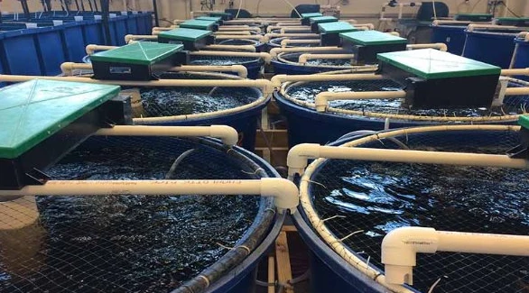 Việt Nam vừa đón tin vui cùng lúc từ cả Trung Quốc và Nhật Bản Việt Nam vừa đón tin vui cùng lúc từ cả Trung Quốc và Nhật Bản