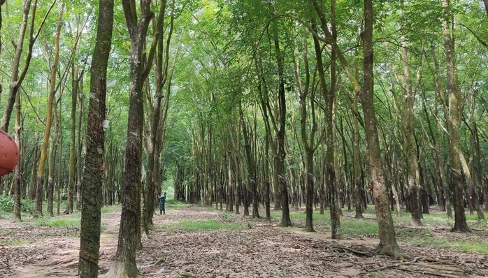 Vợ chồng trẻ miền núi thoát nghèo nhờ nghề công nhân cao su tại Đồng Nai Vợ chồng trẻ miền núi thoát nghèo nhờ nghề công nhân cao su tại Đồng Nai