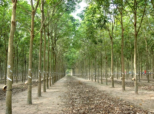 VRG quyết liệt triển khai Nghị quyết 79 về phát triển kinh tế nhà nước VRG quyết liệt triển khai Nghị quyết 79 về phát triển kinh tế nhà nước