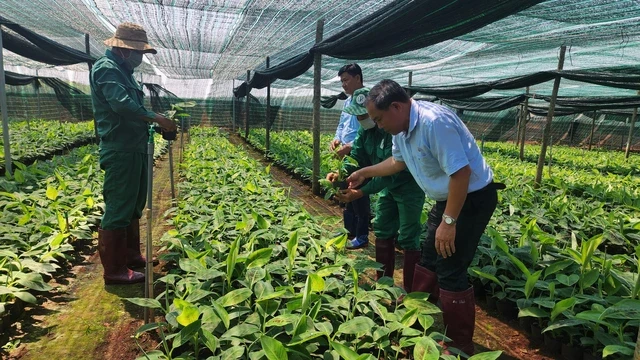 VRG quyết liệt triển khai Nghị quyết 79 về phát triển kinh tế nhà nước VRG quyết liệt triển khai Nghị quyết 79 về phát triển kinh tế nhà nước