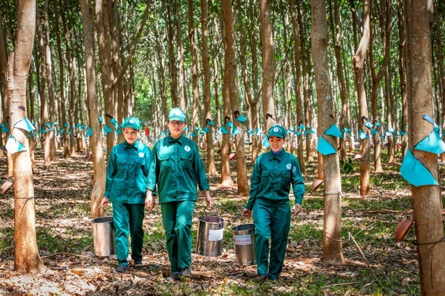 VRG quyết liệt triển khai Nghị quyết 79 về phát triển kinh tế nhà nước VRG quyết liệt triển khai Nghị quyết 79 về phát triển kinh tế nhà nước