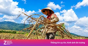Vựa mía lớn nhất nước lao đao