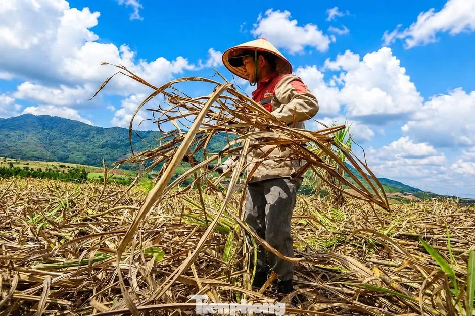 Vựa mía lớn nhất nước lao đao Vựa mía lớn nhất nước lao đao