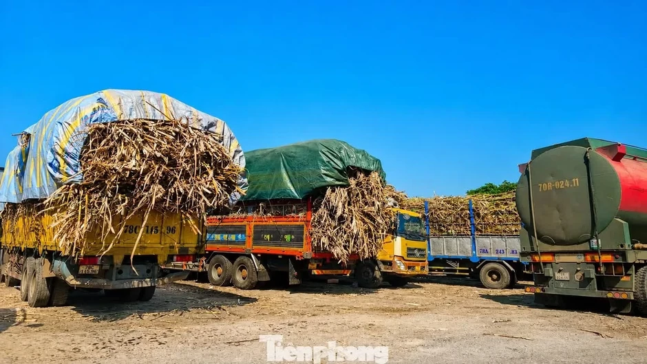 Vựa mía lớn nhất nước lao đao Vựa mía lớn nhất nước lao đao