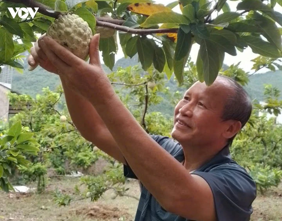 Xây dựng thương hiệu để sản phẩm Na La Hiên Thái Nguyên vươn xa Xây dựng thương hiệu để sản phẩm Na La Hiên Thái Nguyên vươn xa