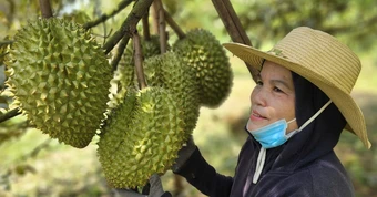 Xuất khẩu sầu riêng vào Mỹ, Hàn… tăng mạnh nhưng vẫn còn nhiều nỗi lo