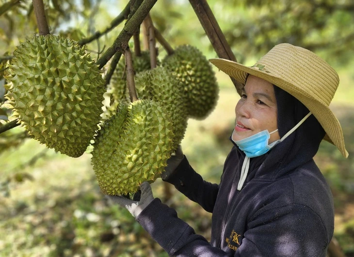 Xuất khẩu sầu riêng vào Mỹ, Hàn… tăng mạnh nhưng vẫn còn nhiều nỗi lo Xuất khẩu sầu riêng vào Mỹ, Hàn… tăng mạnh nhưng vẫn còn nhiều nỗi lo