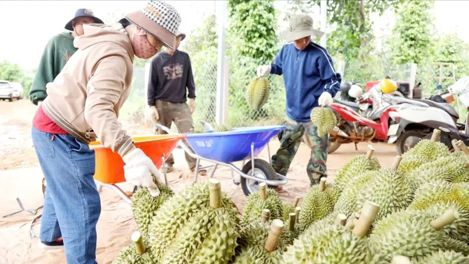 “Thông đường” xuất khẩu sầu riêng “Thông đường” xuất khẩu sầu riêng
