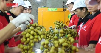[Video] Gần 6,3 triệu cơ sở kinh tế tạo việc làm hơn 30 triệu lao động