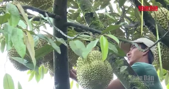 [Video] Phân cấp cho cấp xã cấp mã số vùng trồng, cơ sở đóng gói