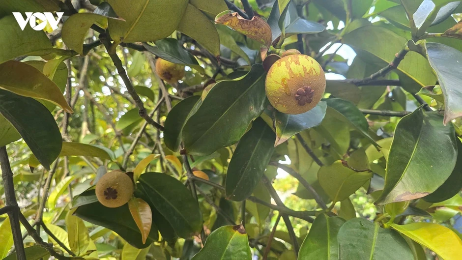 “Vương quốc” măng cụt Lái Thiêu ở TP.HCM trước “cơn lốc” quy hoạch treo và ô nhiễm “Vương quốc” măng cụt Lái Thiêu ở TP.HCM trước “cơn lốc” quy hoạch treo và ô nhiễm