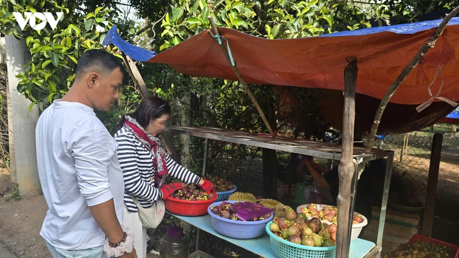 “Vương quốc” măng cụt Lái Thiêu ở TP.HCM trước “cơn lốc” quy hoạch treo và ô nhiễm “Vương quốc” măng cụt Lái Thiêu ở TP.HCM trước “cơn lốc” quy hoạch treo và ô nhiễm