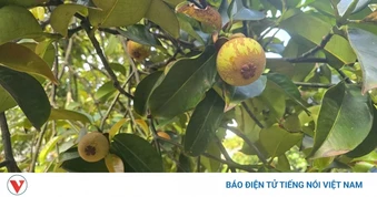 “Vương quốc” măng cụt Lái Thiêu ở TP.HCM trước “cơn lốc” quy hoạch treo và ô nhiễm
