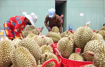 50 cơ sở kiểm nghiệm được GACC chấp nhận phục vụ xuất khẩu mít, sầu riêng